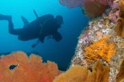 cabo-san-lucas-mexico-scuba-diving