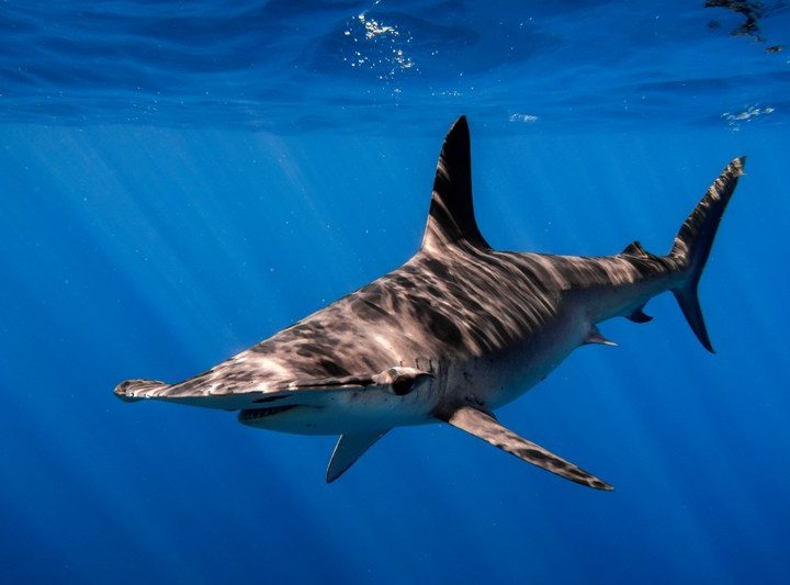 shark-diving-cabo-san-lucas