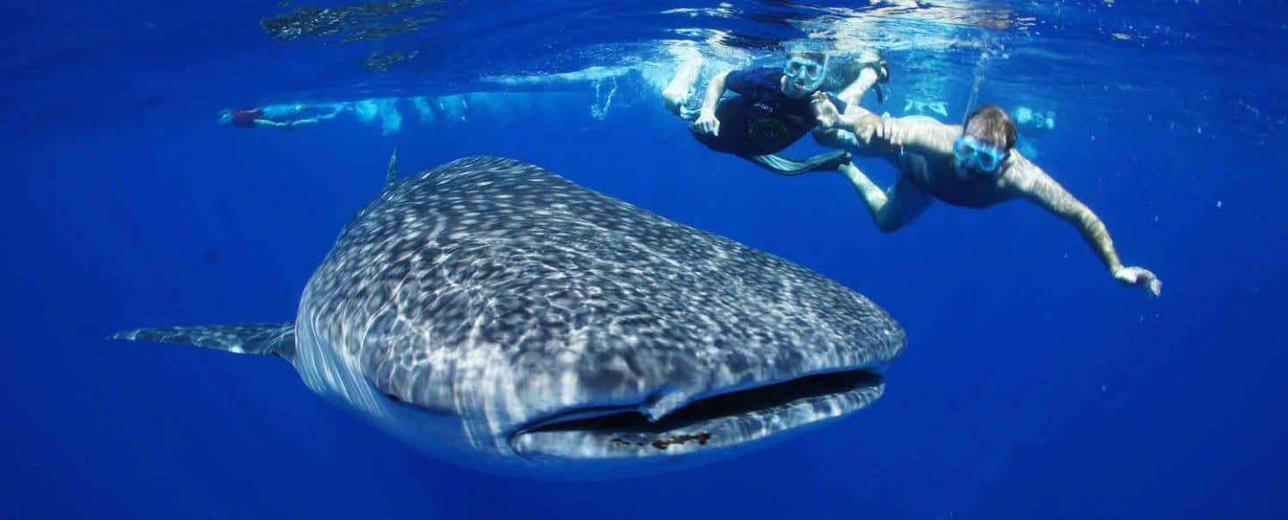 Swim With A Whale Shark