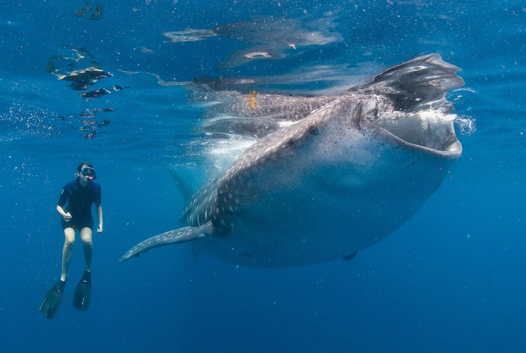 Swim With A Whale Shark Tours Cabo