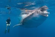 cabo-whale-shark-tour
