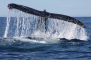 whale-watching-tour-cabo-san-lucas