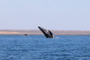 whale-watching-cabo-san-lucas